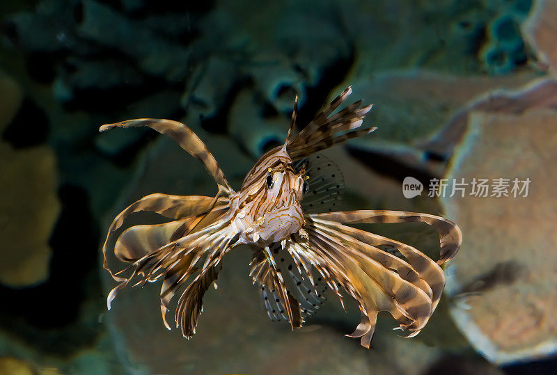 红狮子鱼(Pterois volitans)是一种有毒的珊瑚礁鱼，属于蝎科，蝎目。在印度洋-太平洋地区发现，但已成为加勒比海和美国东海岸的一个巨大入侵问题